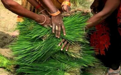 As COP29 debates climate change, experts say regenerative farming can offer food security in Global South