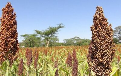 LANDMARK DECISION SECURES KENYAN FARMERS’ SEED SHARING RIGHTS AND STRENGTHENS COMMUNITY FOOD SECURITY