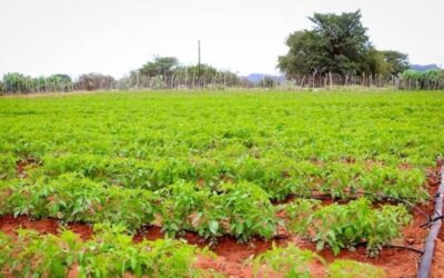 TIGER BRANDS HULISANI AGRICULTURE DEVELOPMENT PROGRAMME ONBOARDS SECOND COHORT OF LOCAL EMERGING FARMERS, WOMEN FARMERS LEAD IN NUMBERS