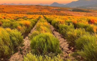 AS ROOIBOS DEMAND GROWS, SAFEGUARDING ITS ORIGIN MATTERS MORE THAN EVER