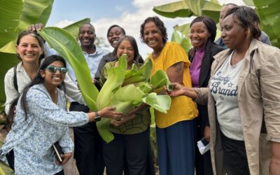 FOR THE FIRST TIME IN HISTORY, ENSET IS HARVESTED IN KENYA