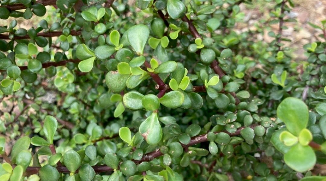 Spekboom: Nutritious, indigenous solution to SA’s food security