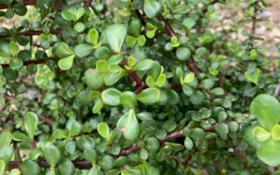 Spekboom: Nutritious, indigenous solution to SA’s food security